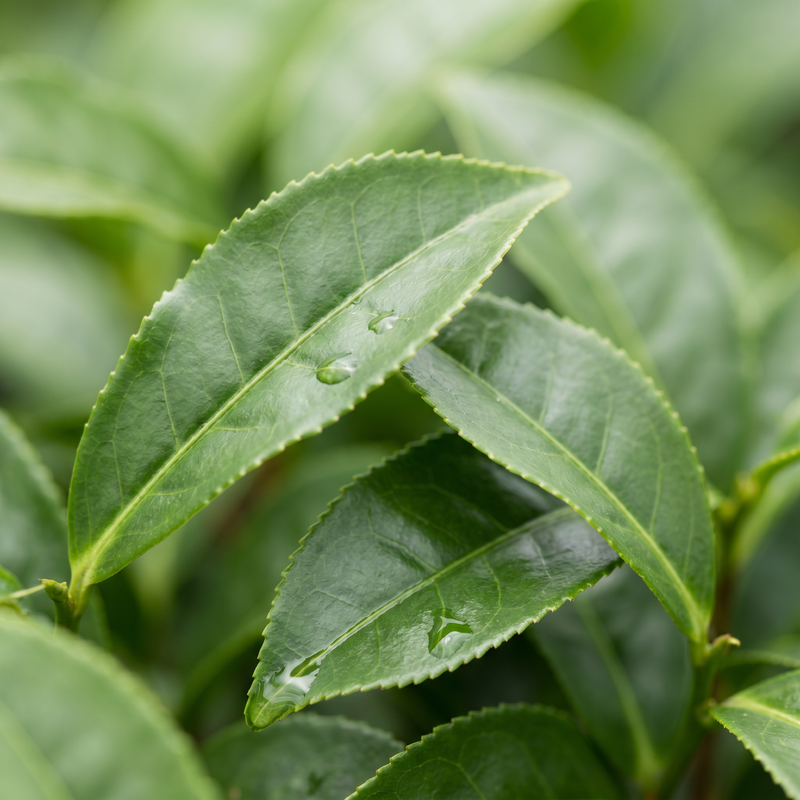 cha-verde