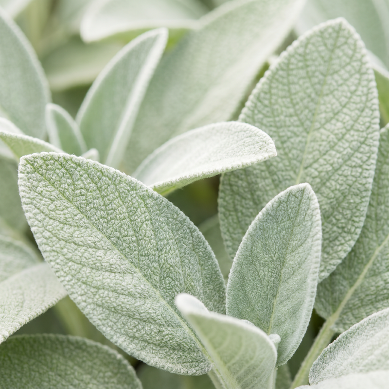 salvia